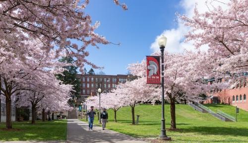 Campus cherry blossoms